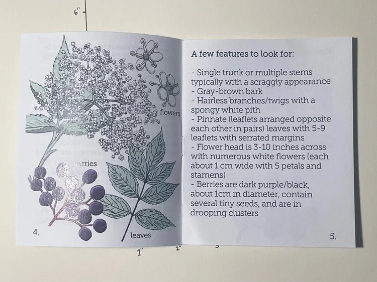 Get to Know: Elderberry ZiNE