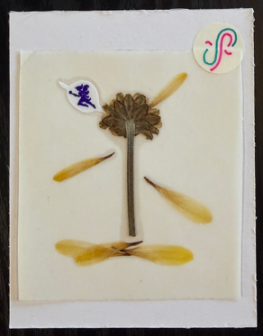 fae loves me! 😉 😘 🧚♀️ PRESSED FLOWER STiCKER by a sticker fairy