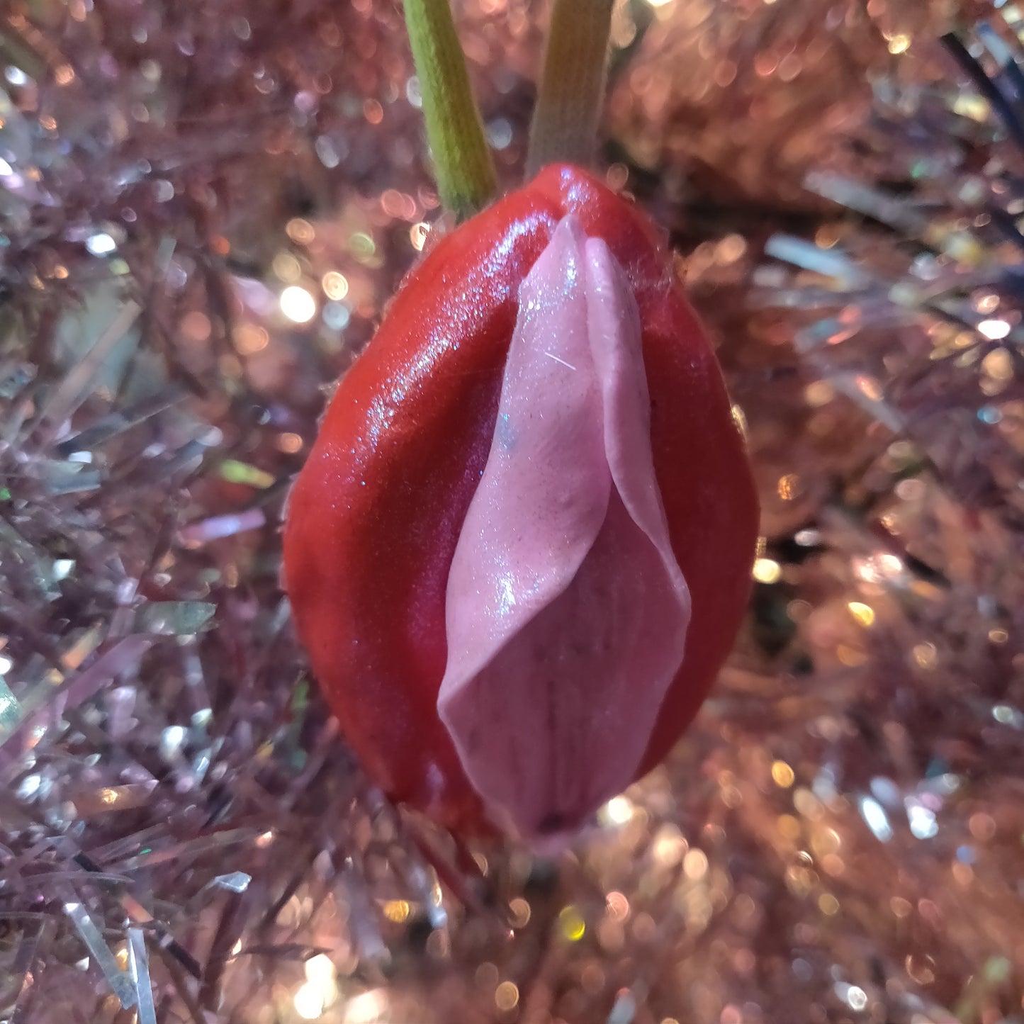 Cute Vulva ORNAMENTs by Kyra