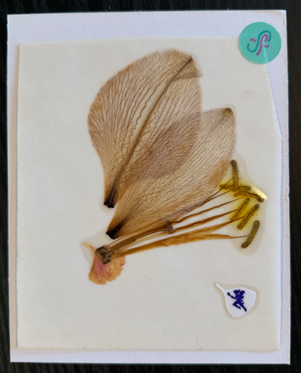 which way is up? PRESSED FLOWER STiCKER by a sticker fairy