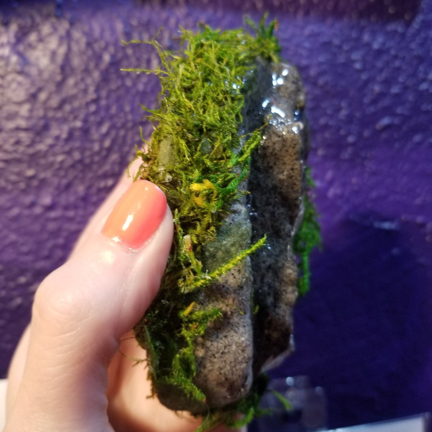Wet Stoney Moss One-of-a-kind Vulva WALL ART by VULVAR Productions