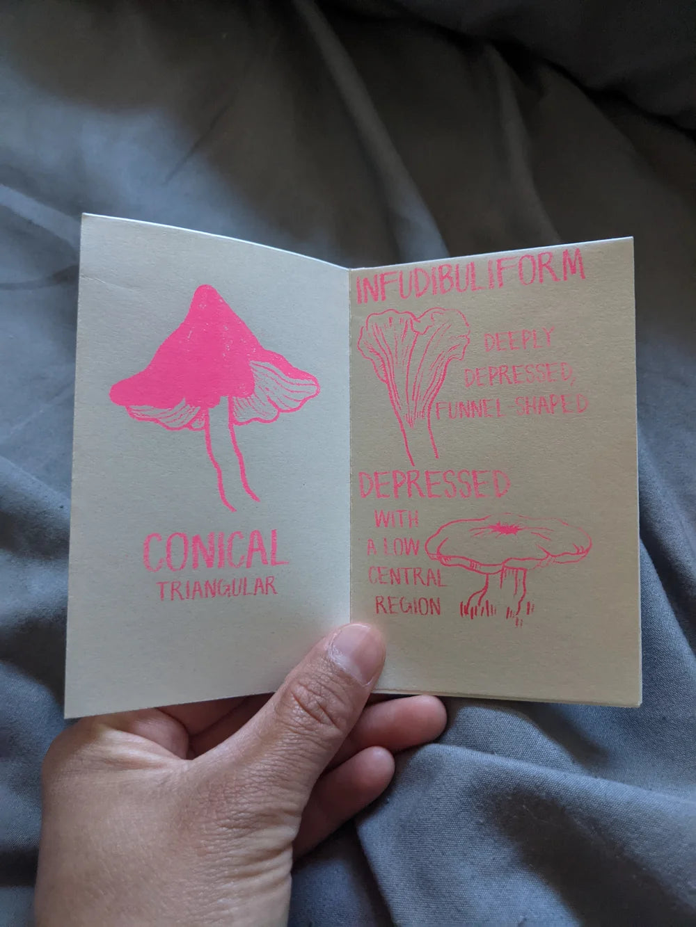 Mushroom Cap Morphology ZiNE