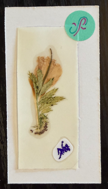 any other name PRESSED FLOWER STiCKER by a sticker fairy