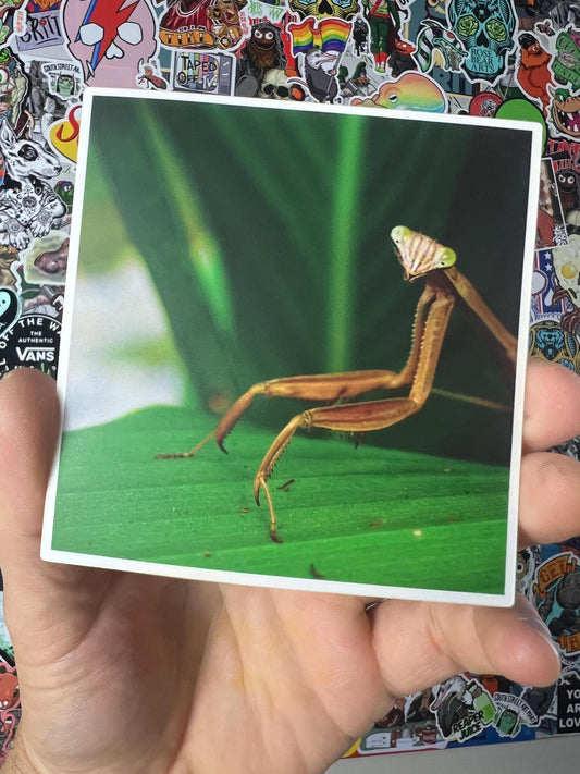 Patient Friend STiCKER praying mantis