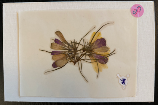 self-portrait PRESSED FLOWER STiCKER by a sticker fairy