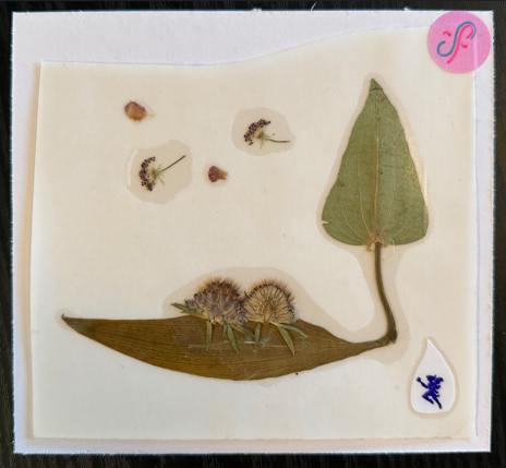 take me on an adventure PRESSED FLOWER STiCKER by a sticker fairy